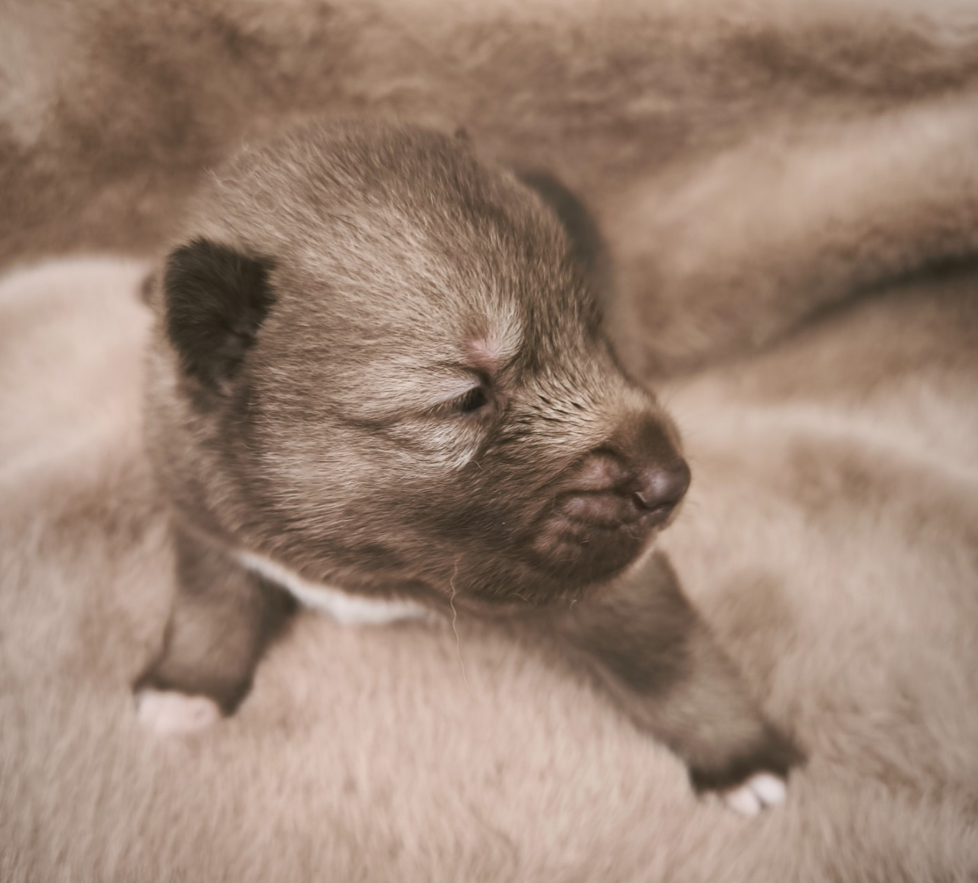 Blue Escape - Chiots disponibles - Siberian Husky