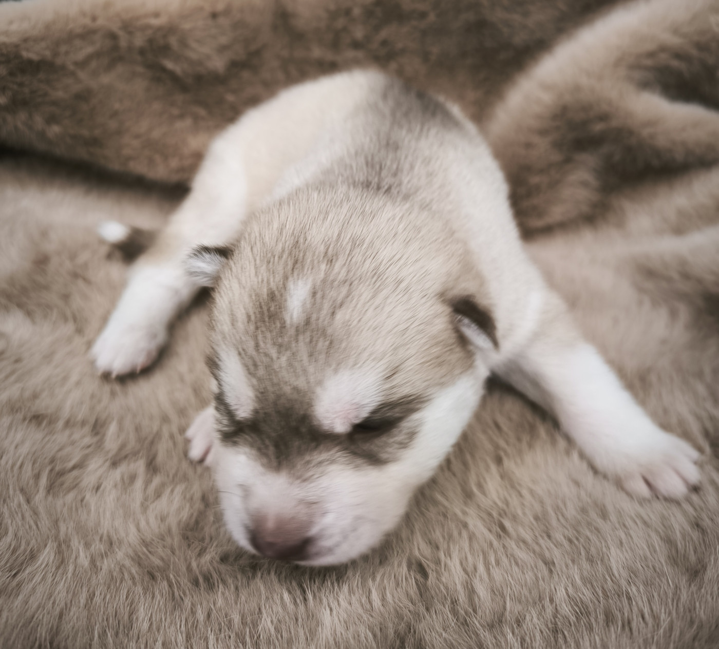 Blue Escape - Chiots disponibles - Siberian Husky