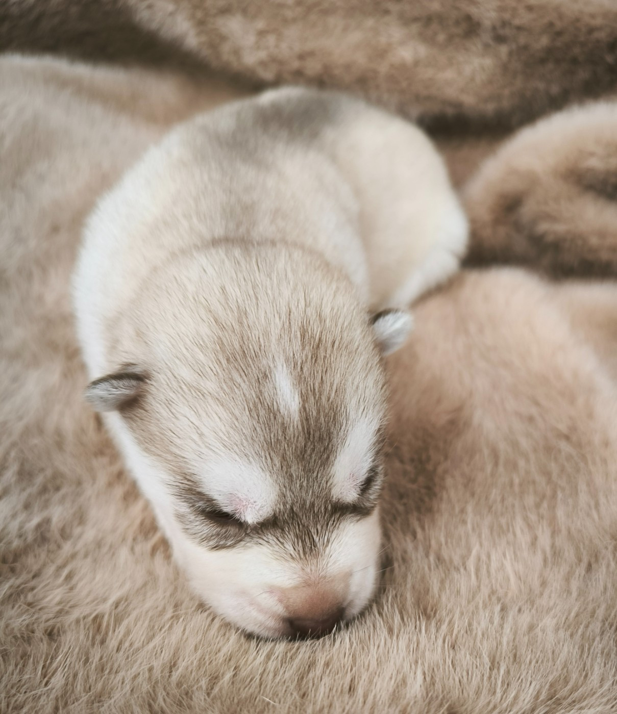 Blue Escape - Chiots disponibles - Siberian Husky