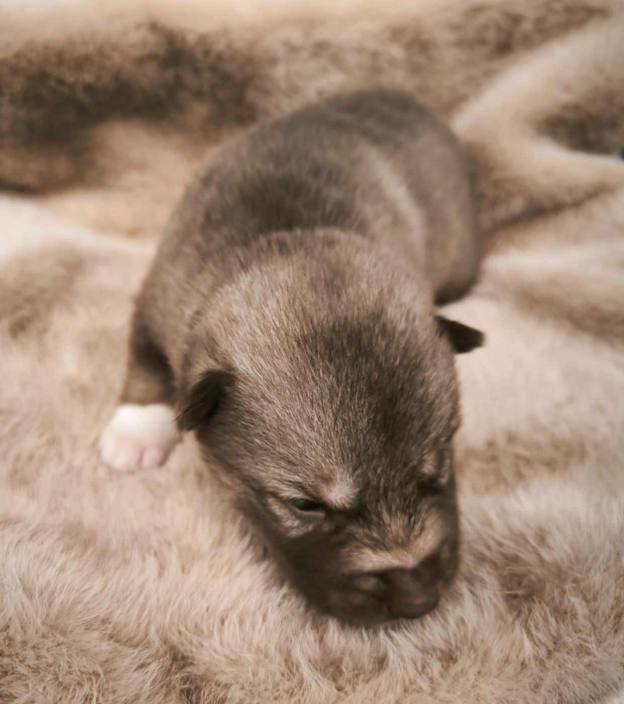 Blue Escape - Chiots disponibles - Siberian Husky