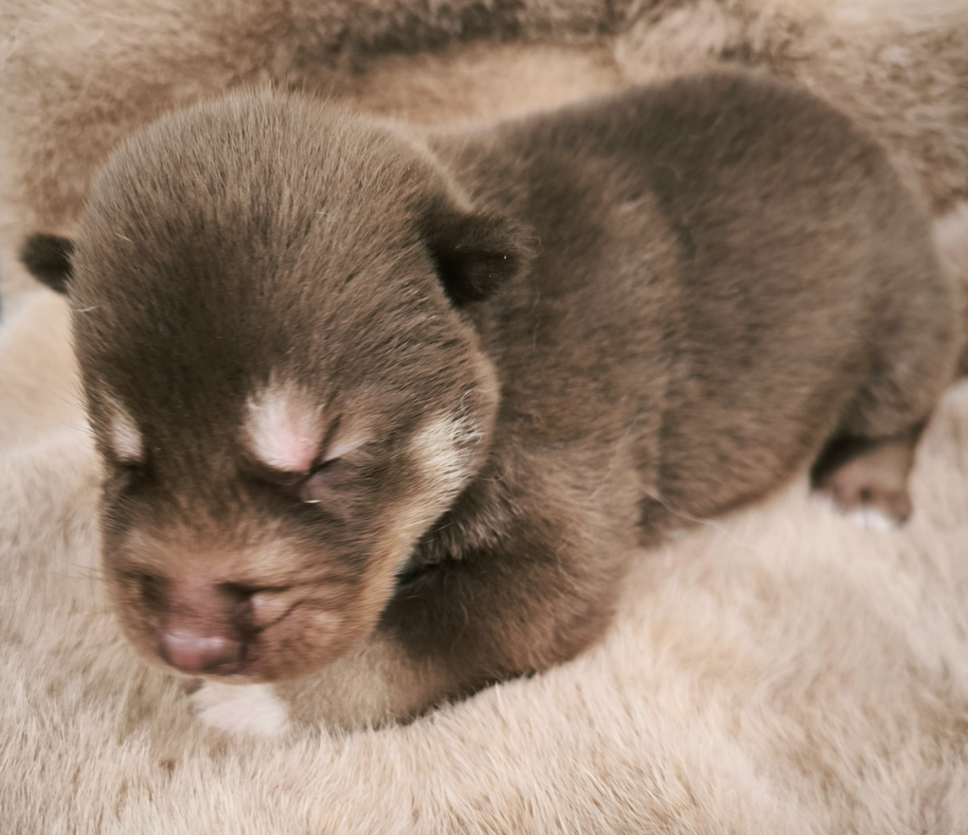 Blue Escape - Chiots disponibles - Siberian Husky