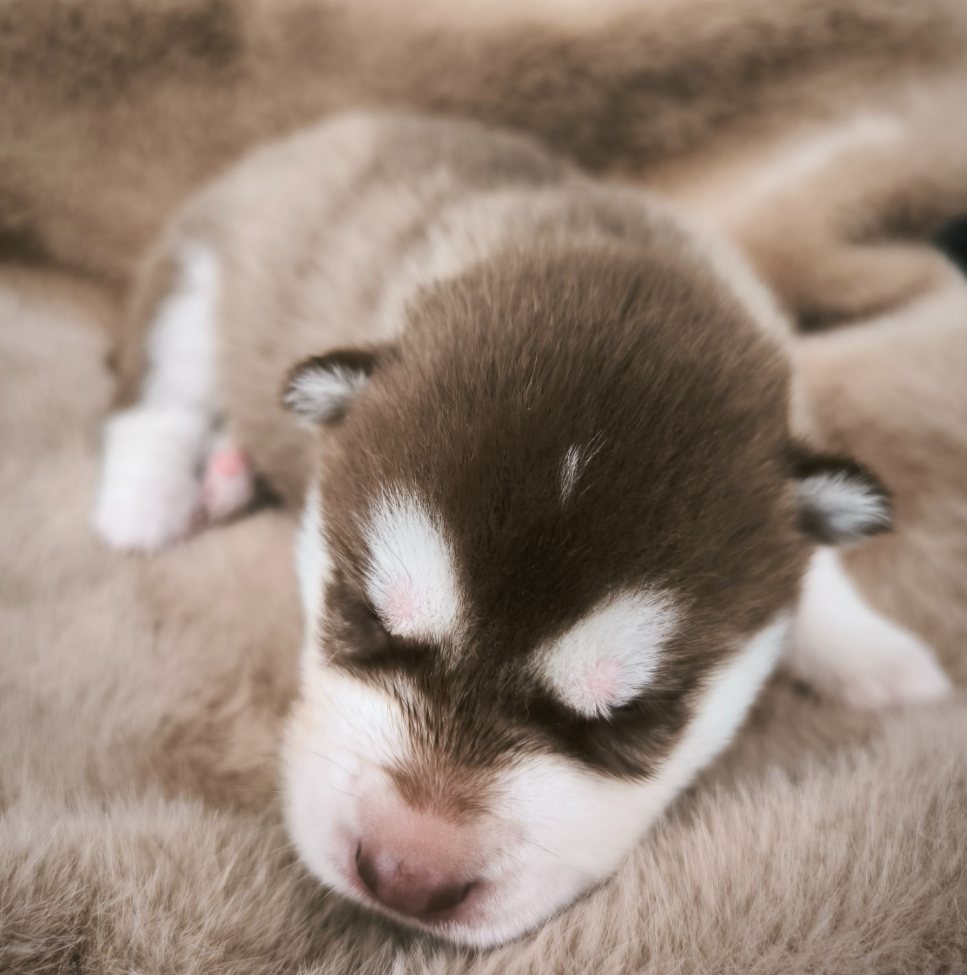 Blue Escape - Chiots disponibles - Siberian Husky