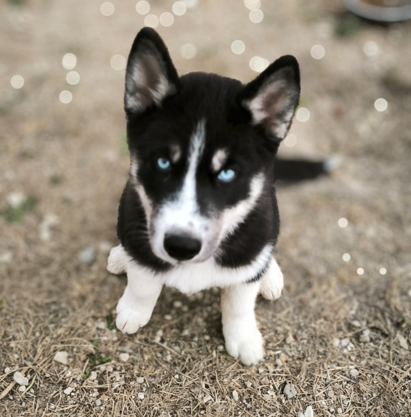 Blue Escape - Chiots disponibles - Siberian Husky