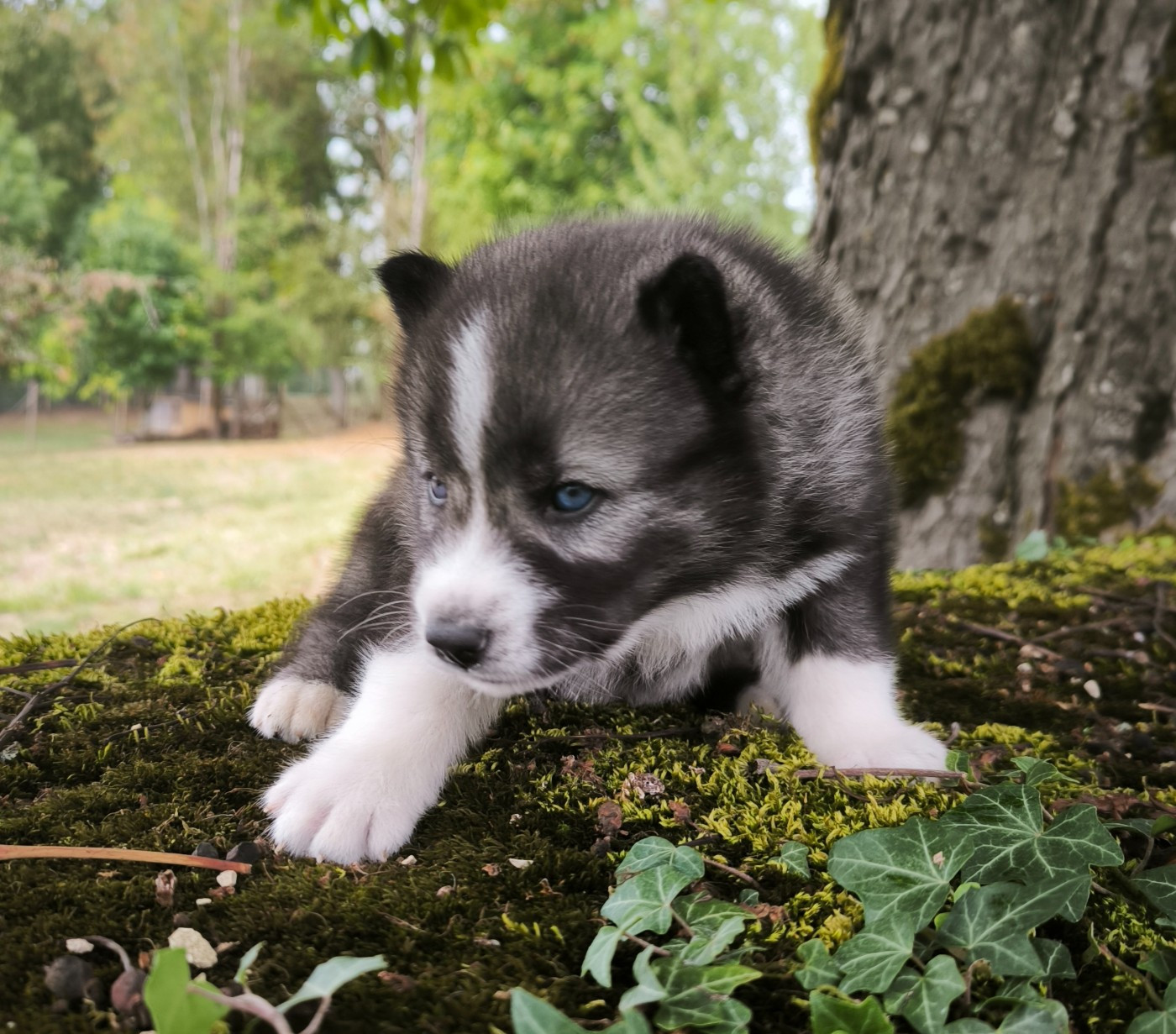 Blue Escape - Chiots disponibles - Siberian Husky