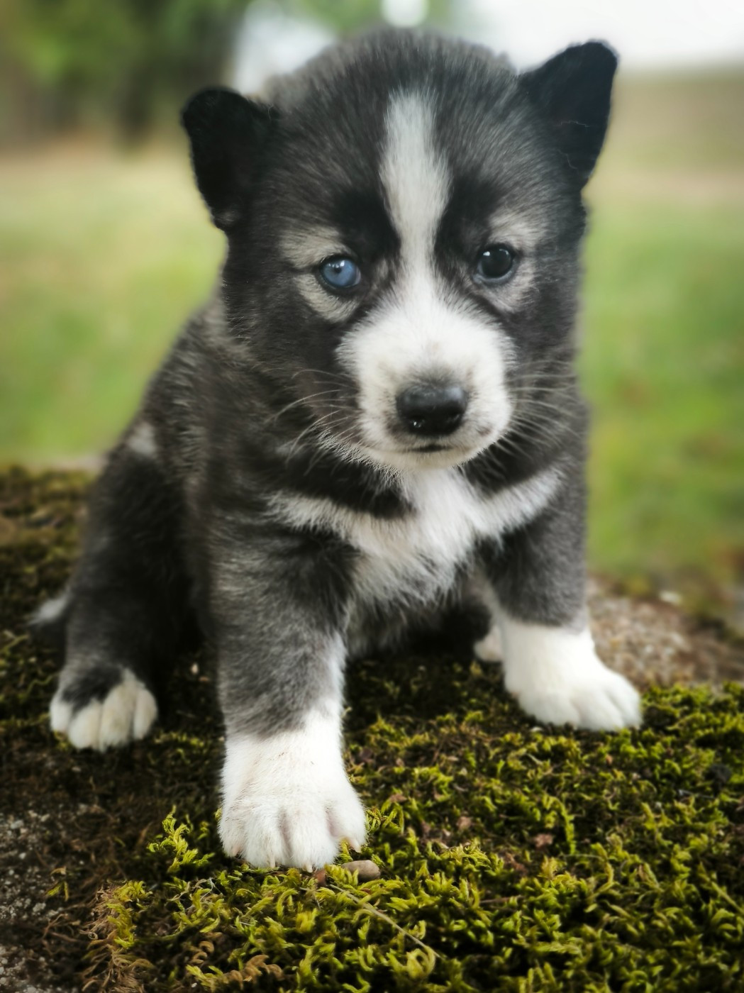 Blue Escape - Chiots disponibles - Siberian Husky
