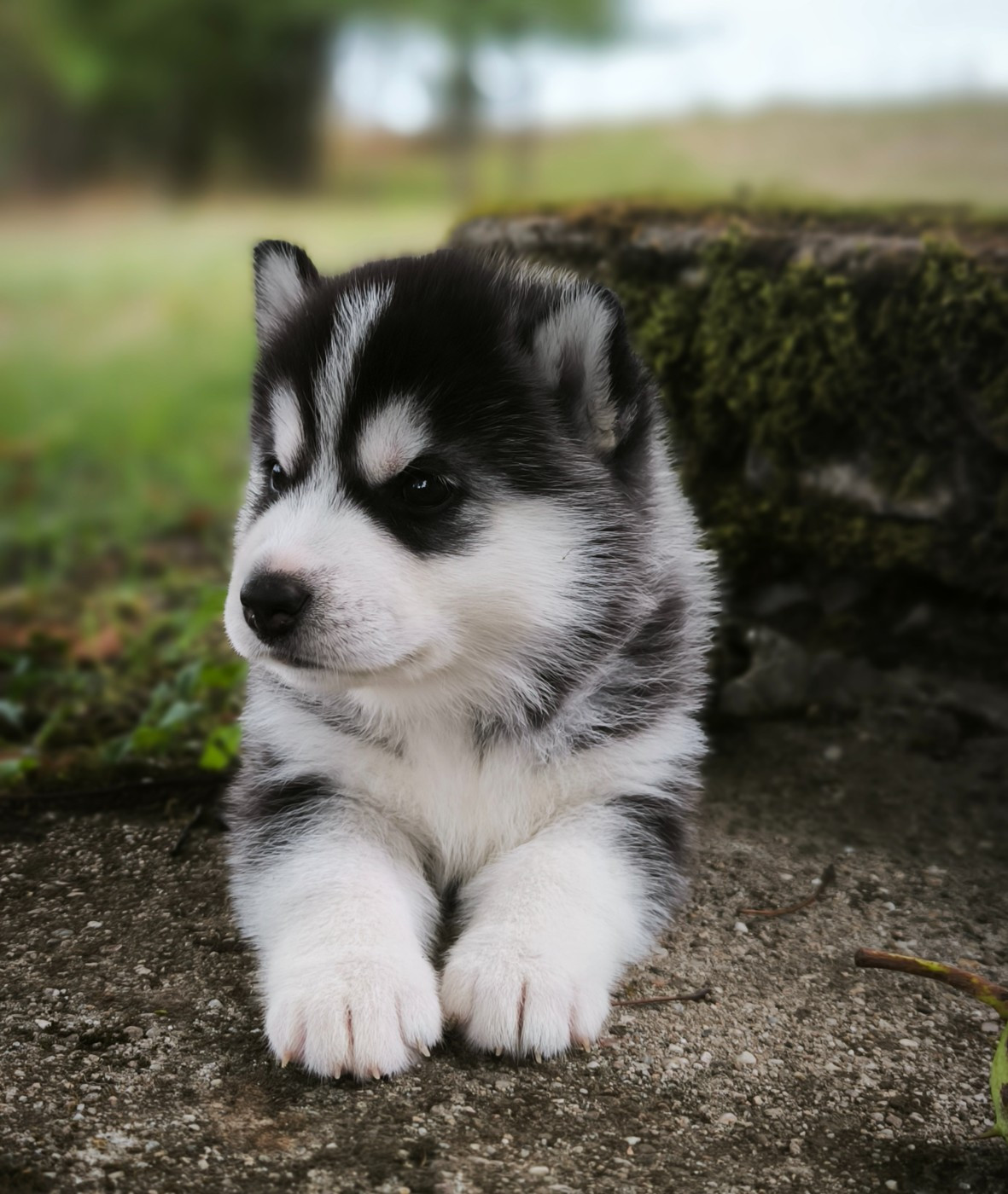 Blue Escape - Chiots disponibles - Siberian Husky