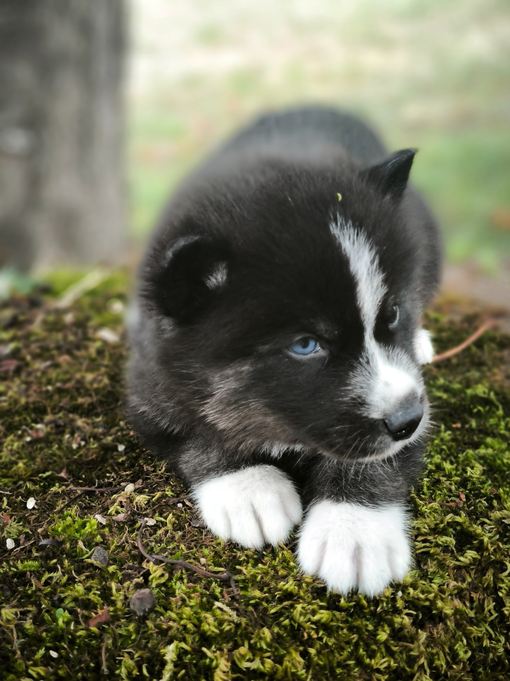 Blue Escape - Chiots disponibles - Siberian Husky