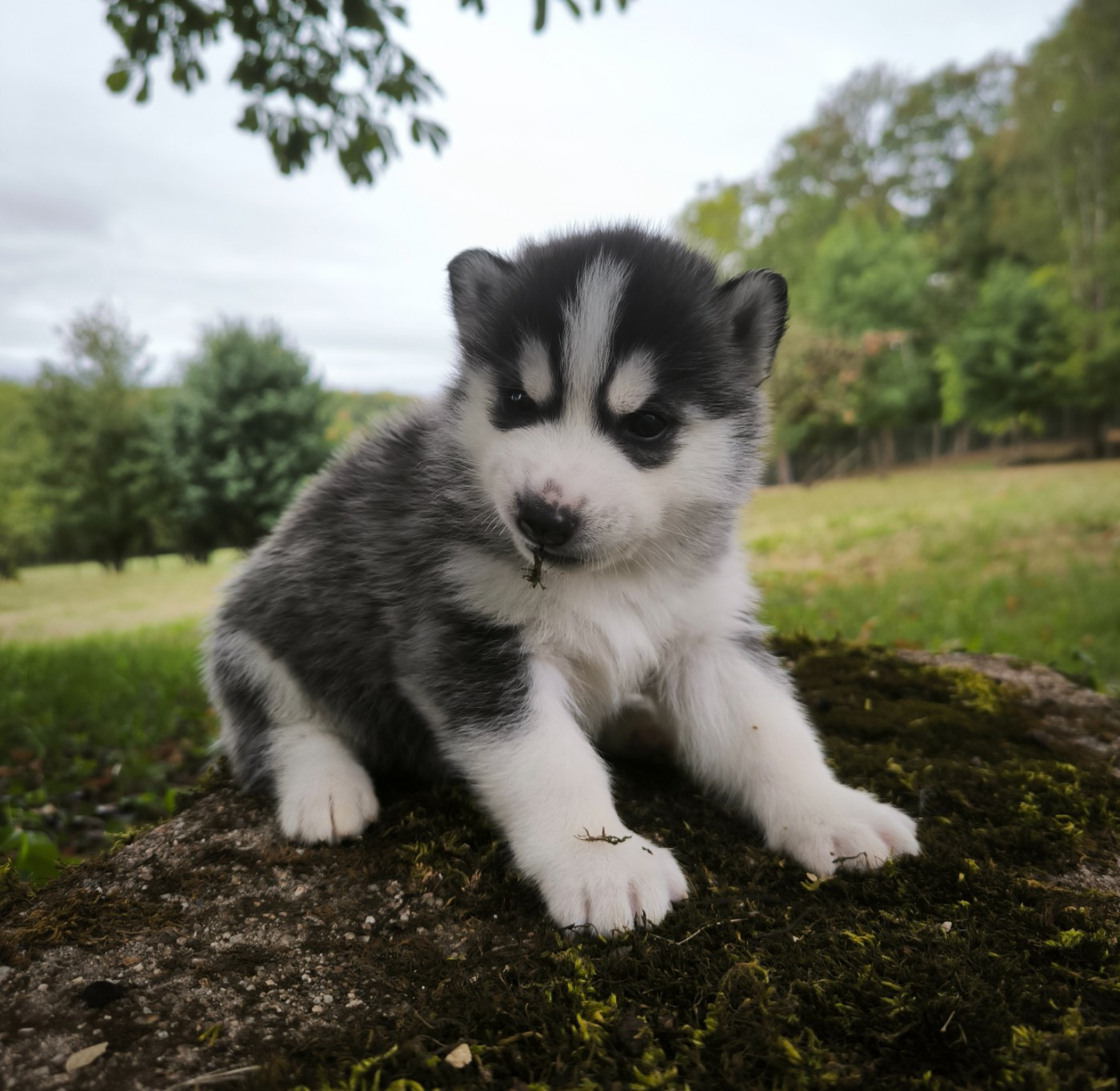 Blue Escape - Chiots disponibles - Siberian Husky