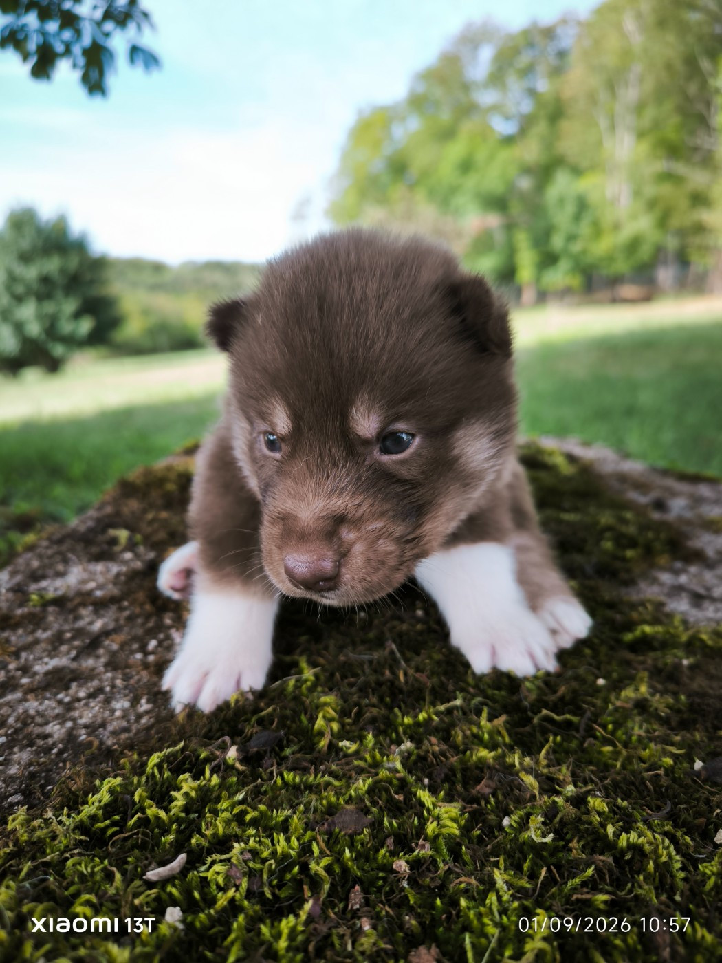 Blue Escape - Chiots disponibles - Siberian Husky