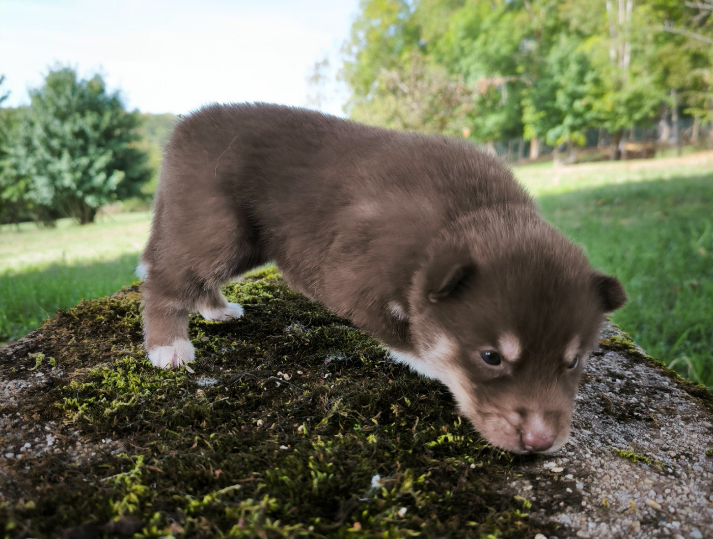 CHIOT 3
