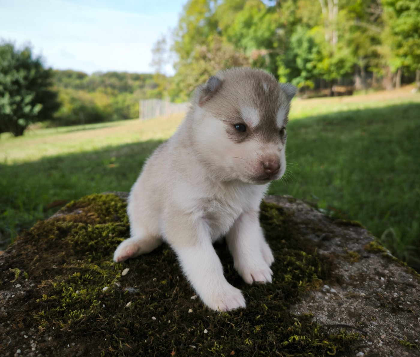 Blue Escape - Chiots disponibles - Siberian Husky