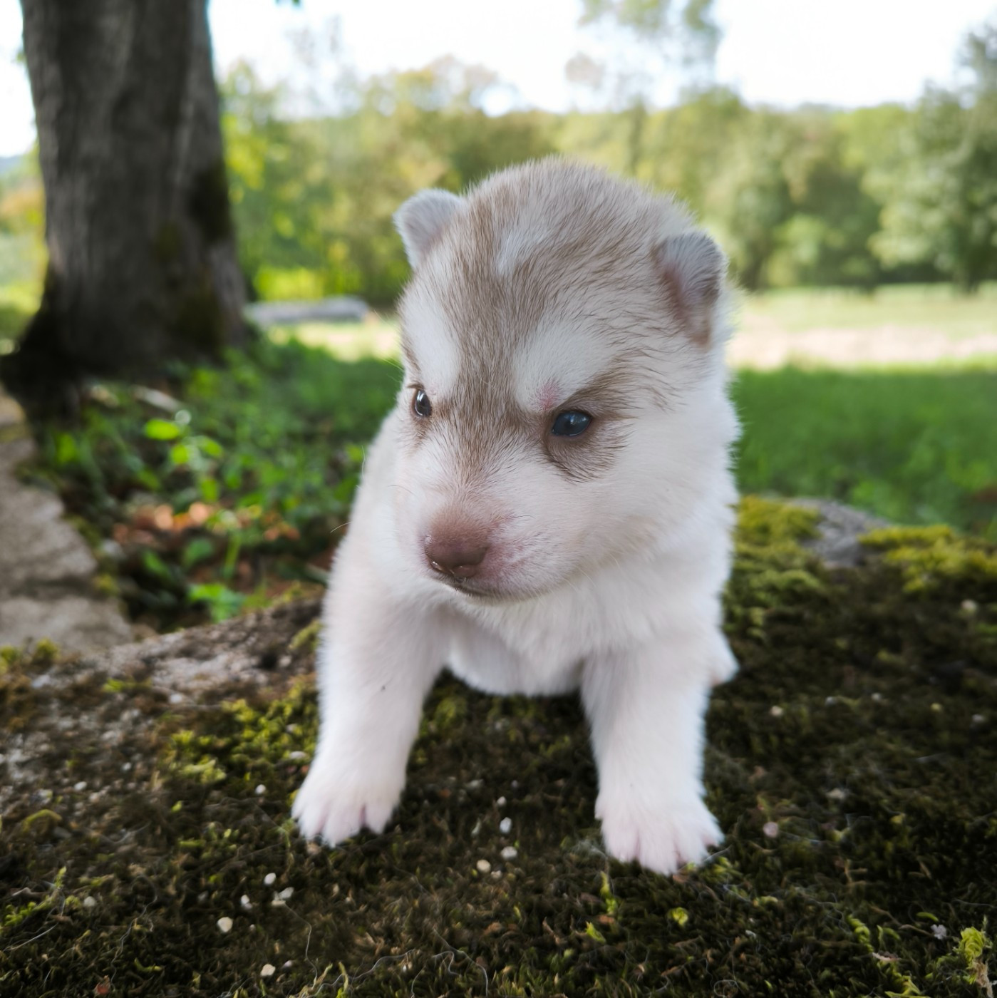 Blue Escape - Chiots disponibles - Siberian Husky