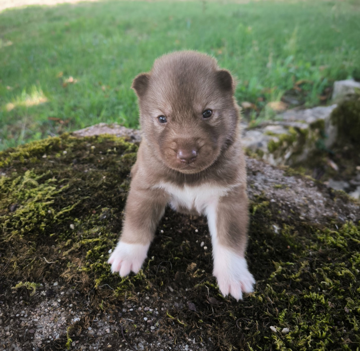 Blue Escape - Chiots disponibles - Siberian Husky
