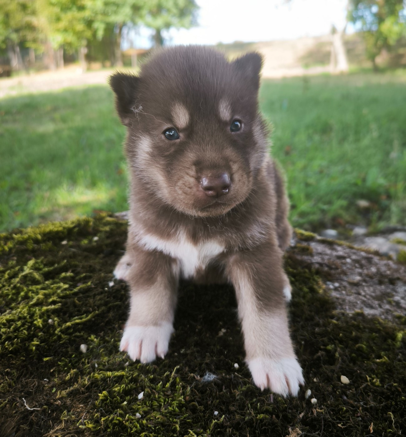 Blue Escape - Chiots disponibles - Siberian Husky