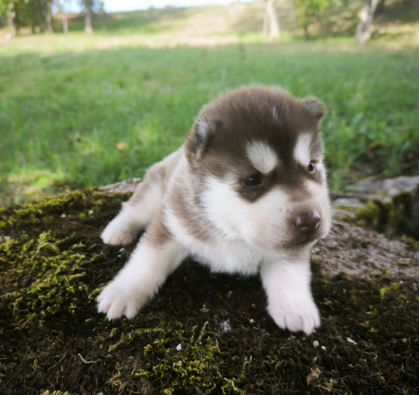 Blue Escape - Chiots disponibles - Siberian Husky