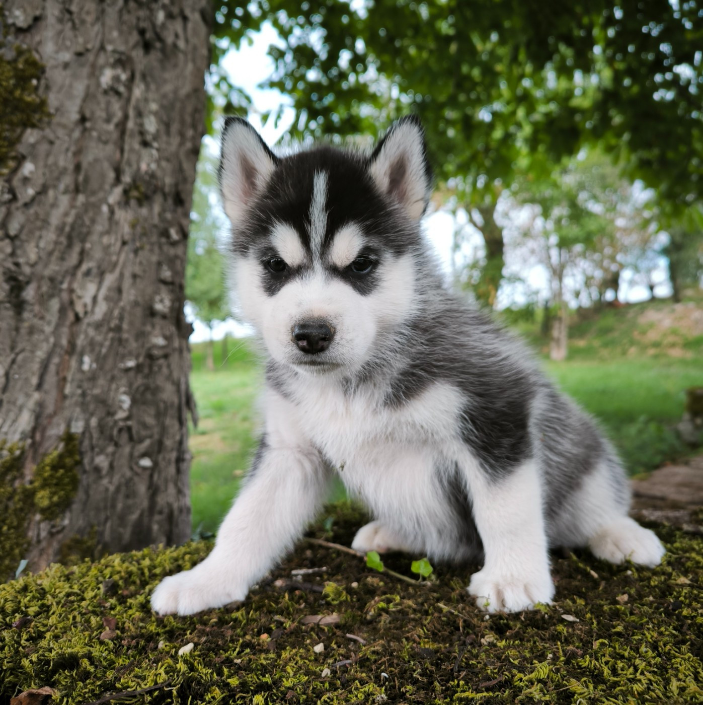 Blue Escape - Chiots disponibles - Siberian Husky