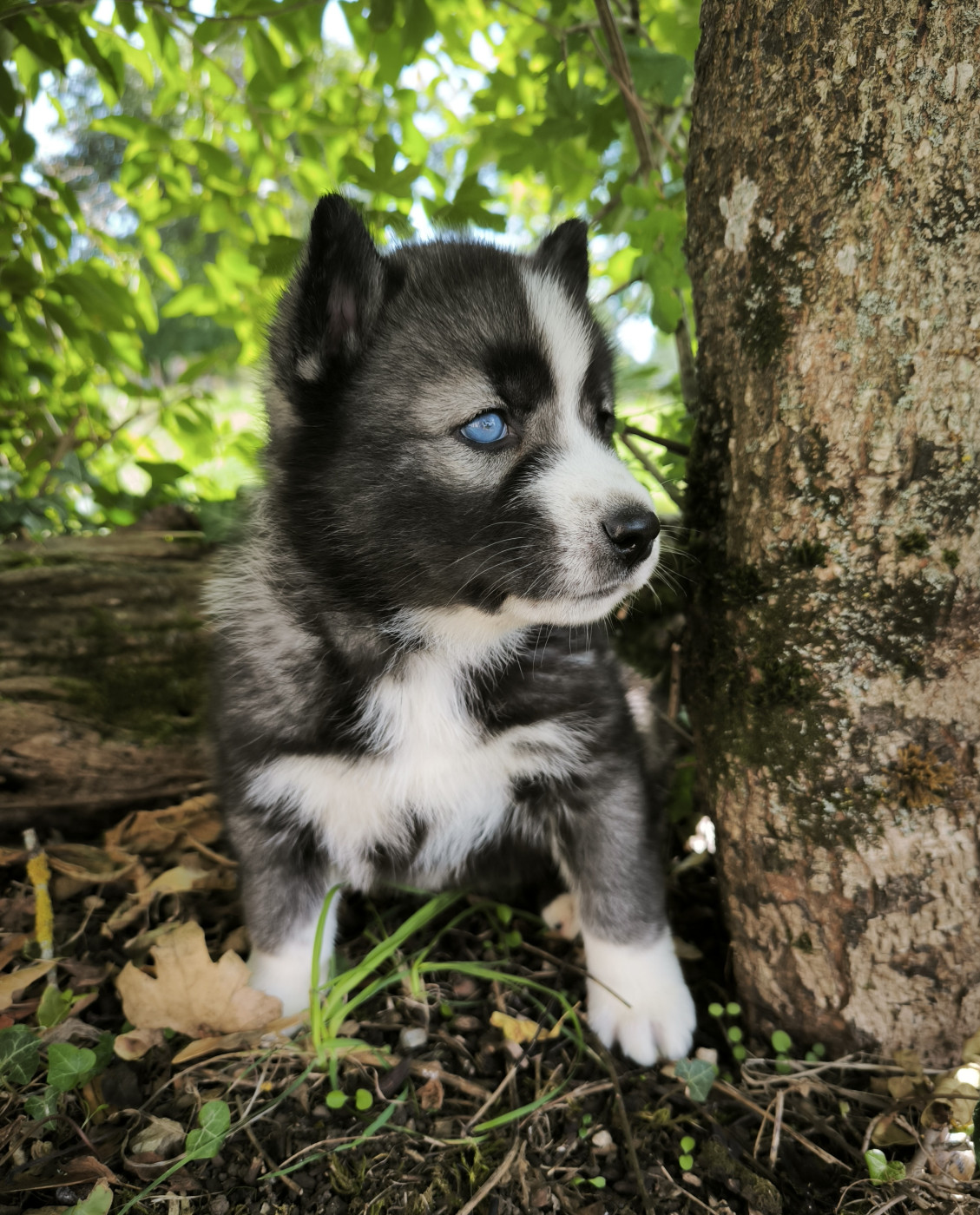 Blue Escape - Chiots disponibles - Siberian Husky