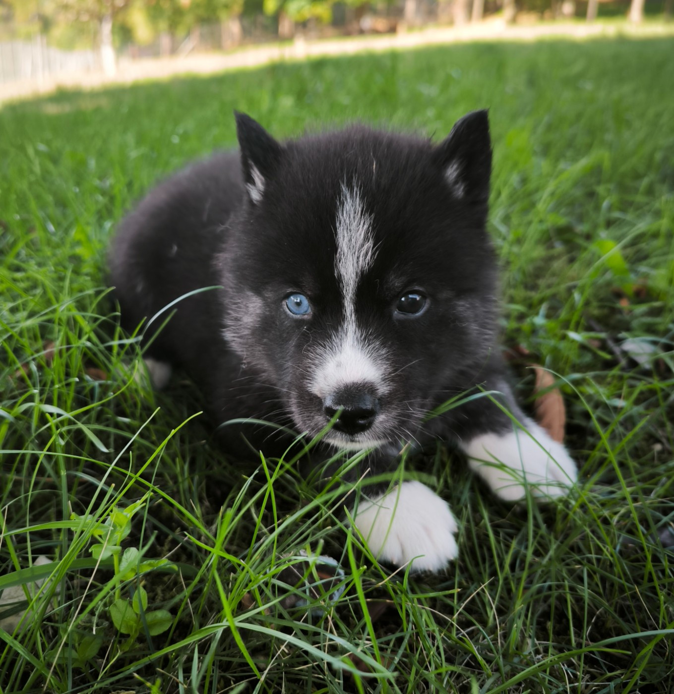 Blue Escape - Chiots disponibles - Siberian Husky