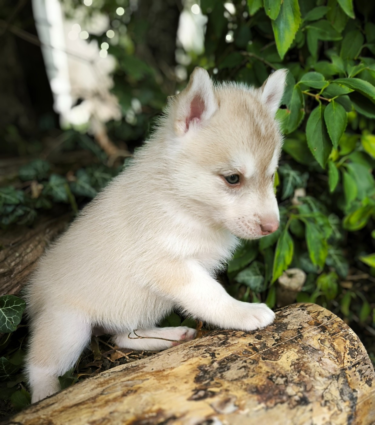 Blue Escape - Chiots disponibles - Siberian Husky