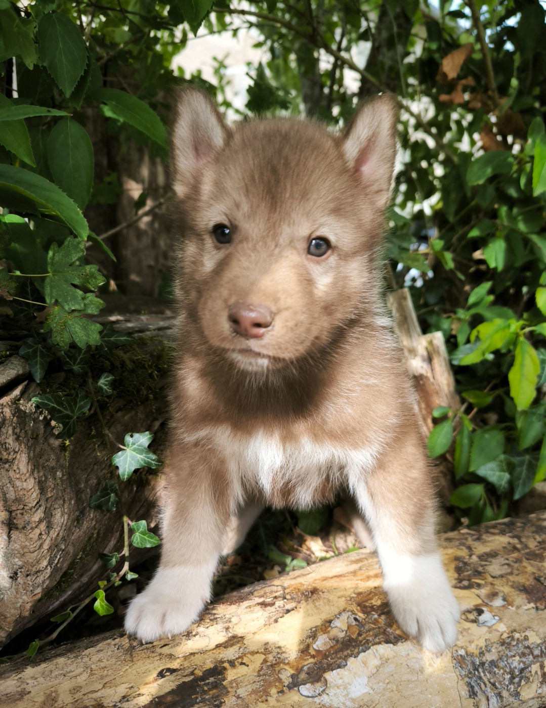 Blue Escape - Chiots disponibles - Siberian Husky