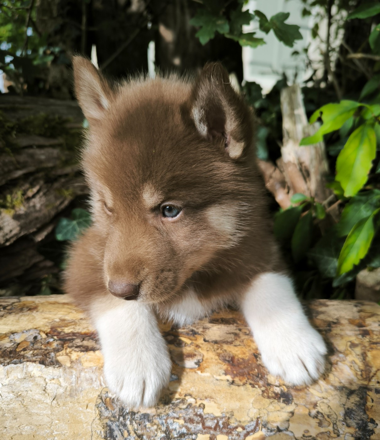 Blue Escape - Chiots disponibles - Siberian Husky