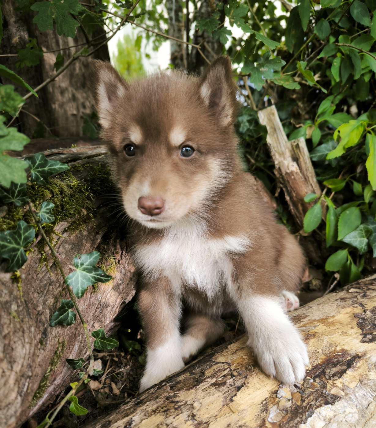 Blue Escape - Chiots disponibles - Siberian Husky