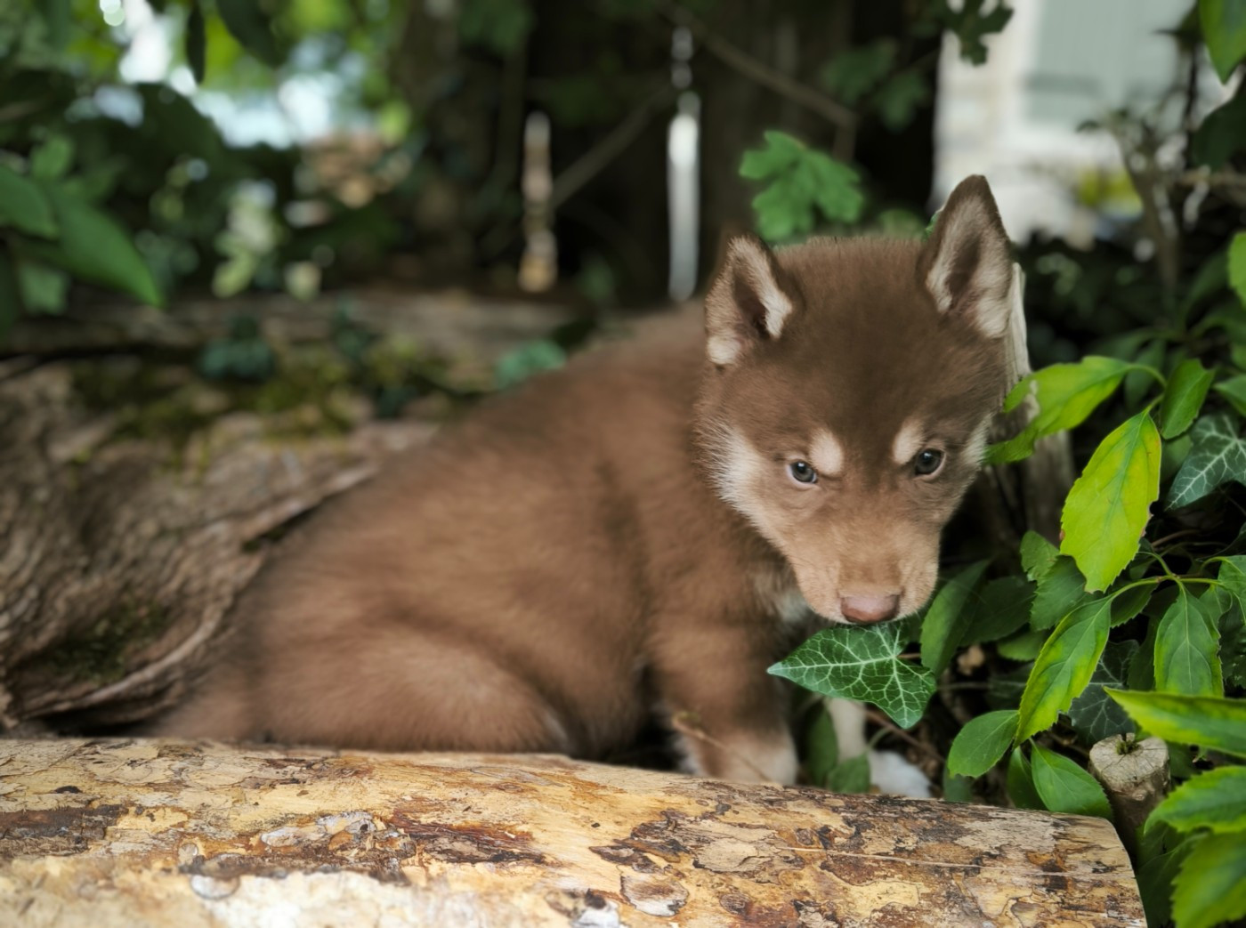Blue Escape - Chiots disponibles - Siberian Husky