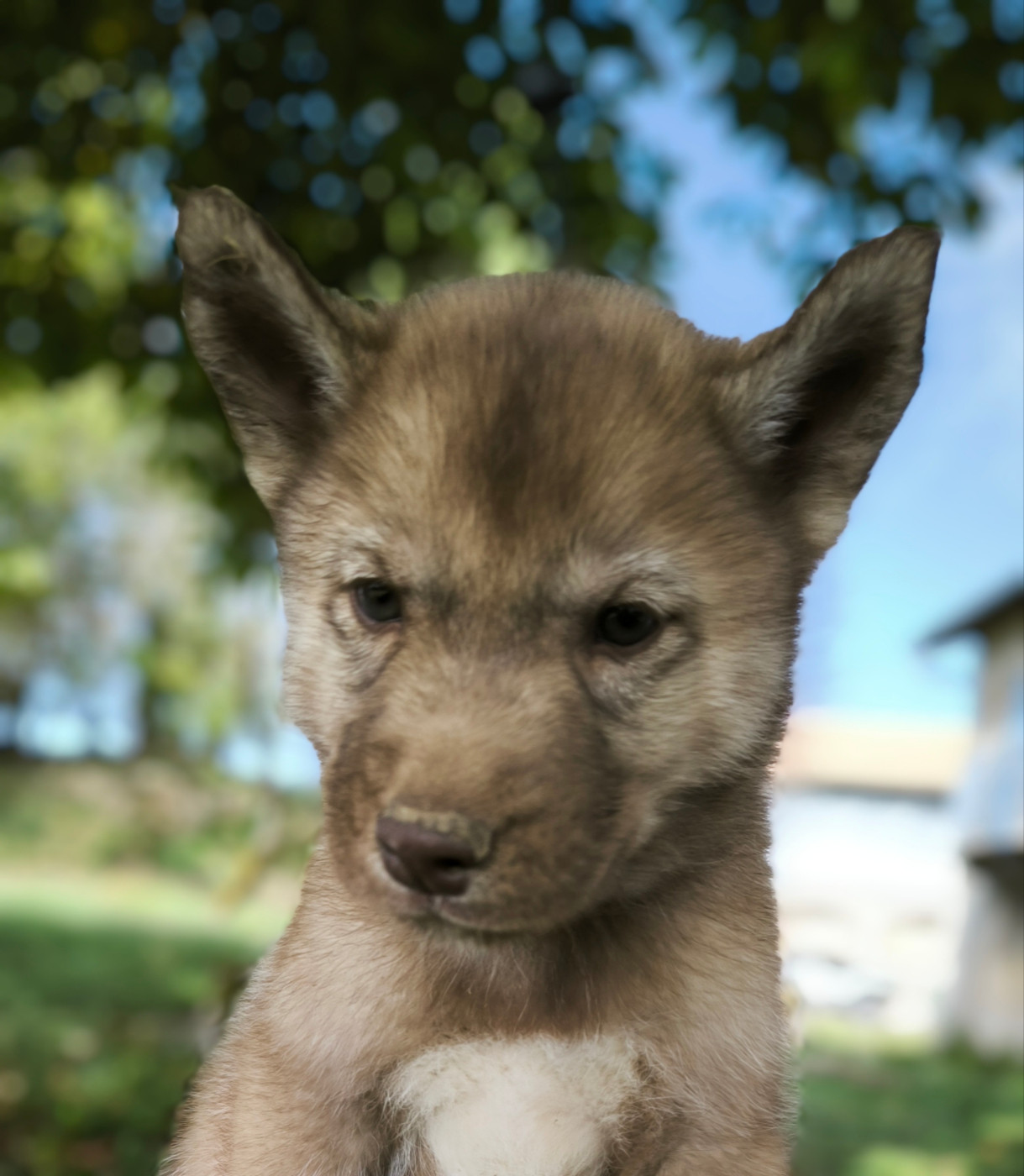 Blue Escape - Chiots disponibles - Siberian Husky