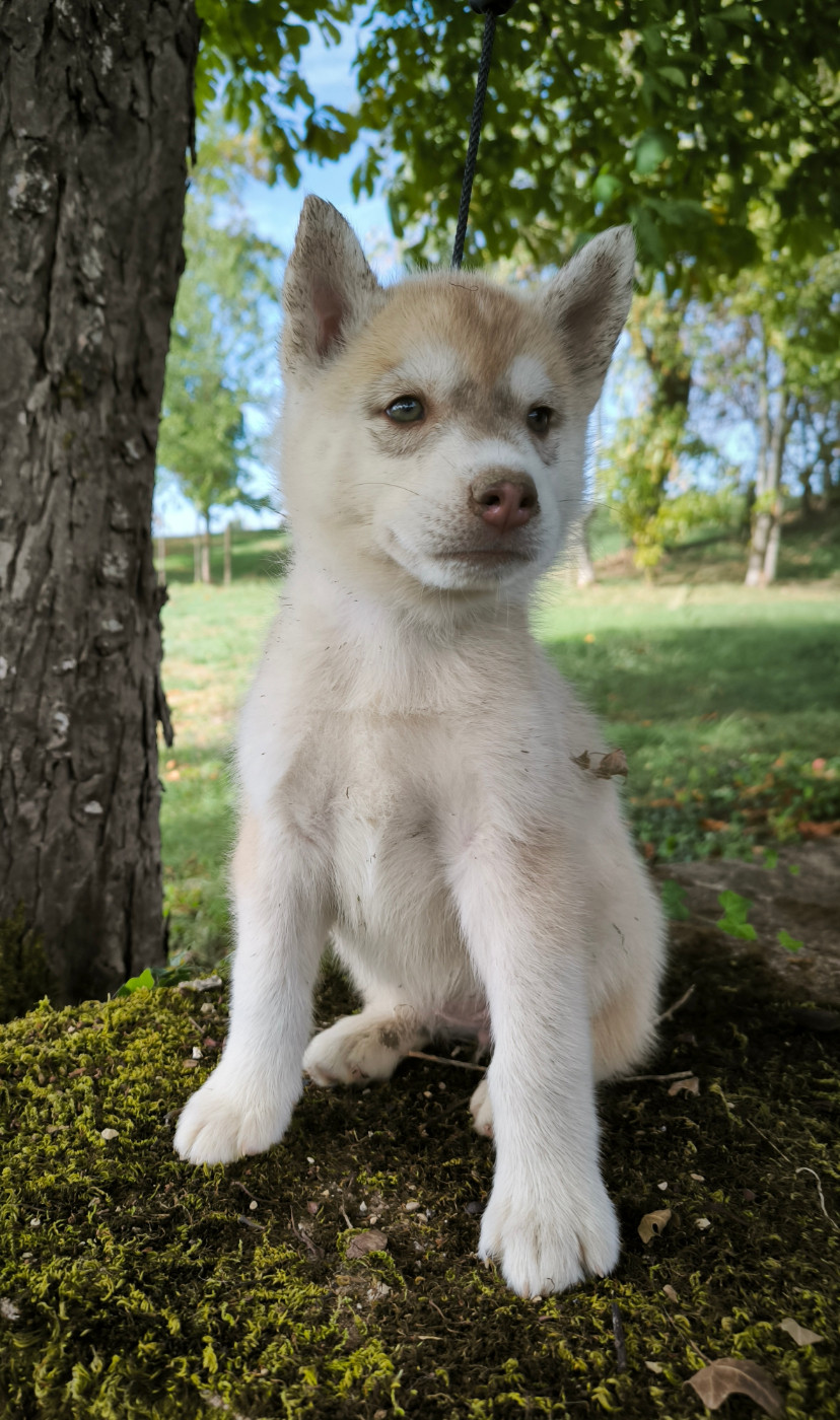 Blue Escape - Chiots disponibles - Siberian Husky