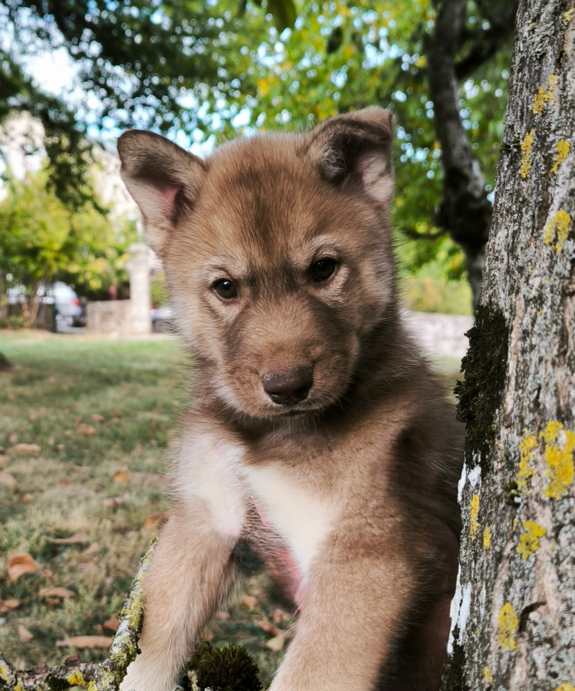 Blue Escape - Chiots disponibles - Siberian Husky