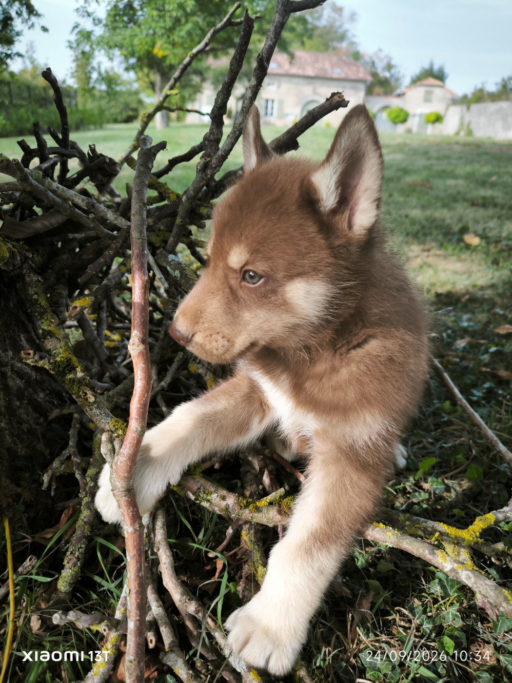 Blue Escape - Chiots disponibles - Siberian Husky