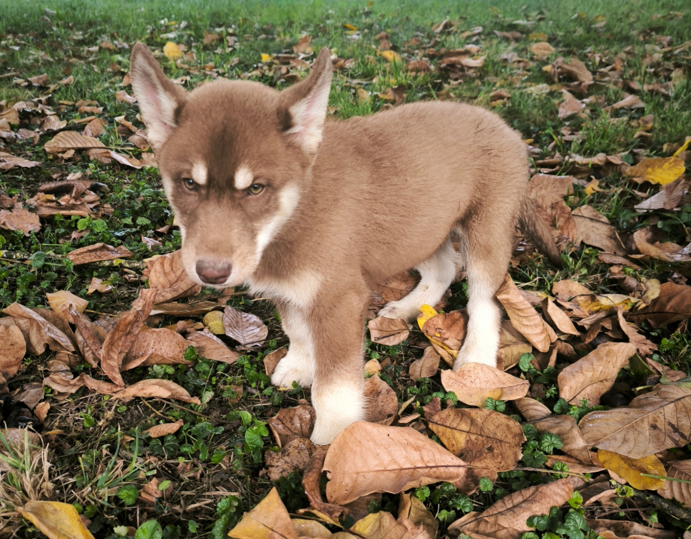Blue Escape - Chiots disponibles - Siberian Husky