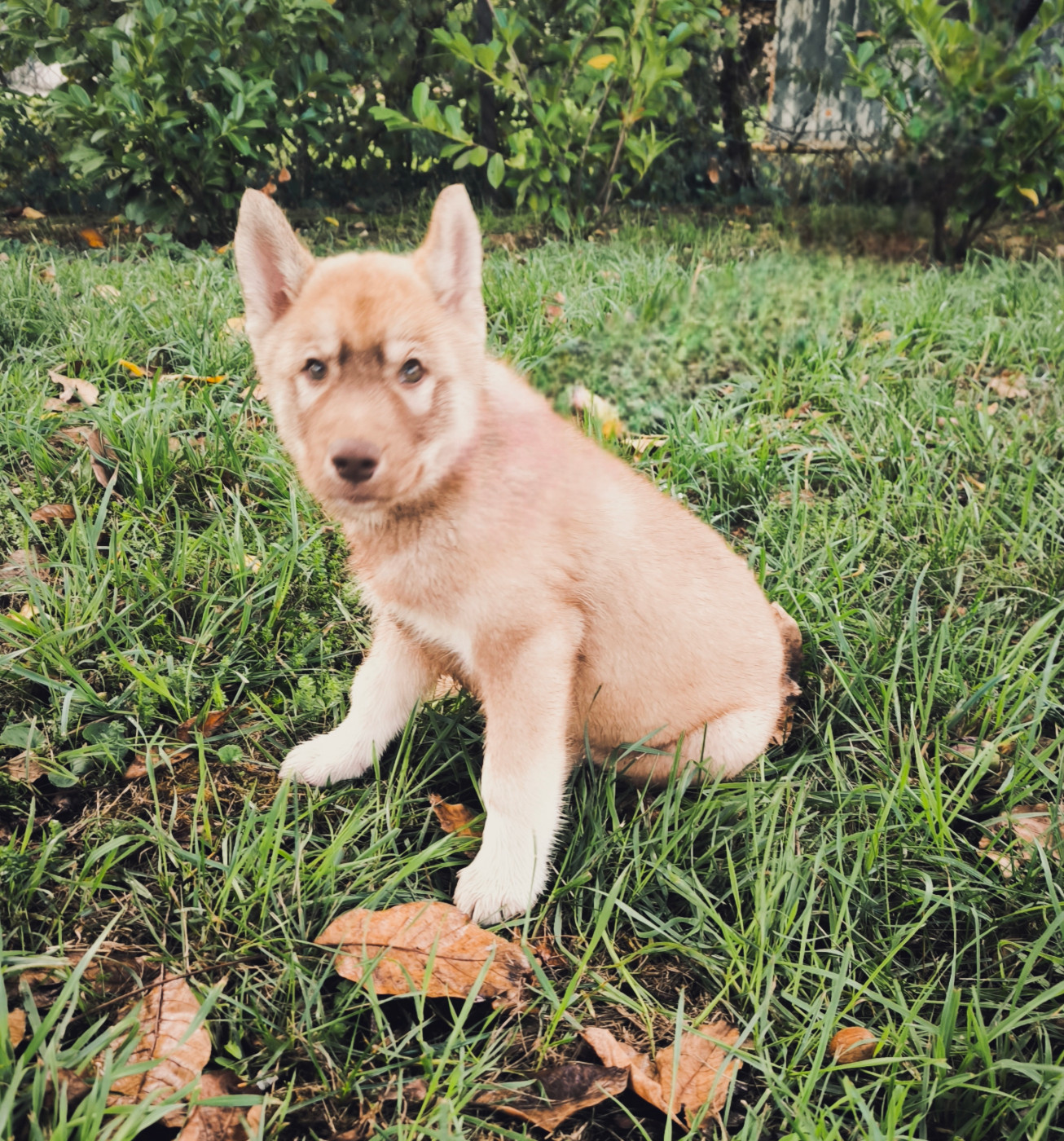 Blue Escape - Chiots disponibles - Siberian Husky