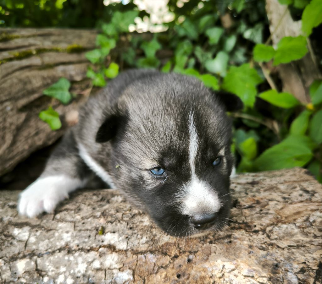 Blue Escape - Chiots disponibles - Siberian Husky
