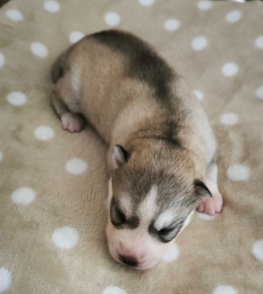 Blue Escape - Chiots disponibles - Siberian Husky
