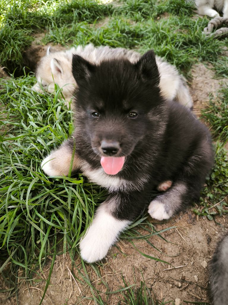 Blue Escape - Chiots disponibles - Siberian Husky