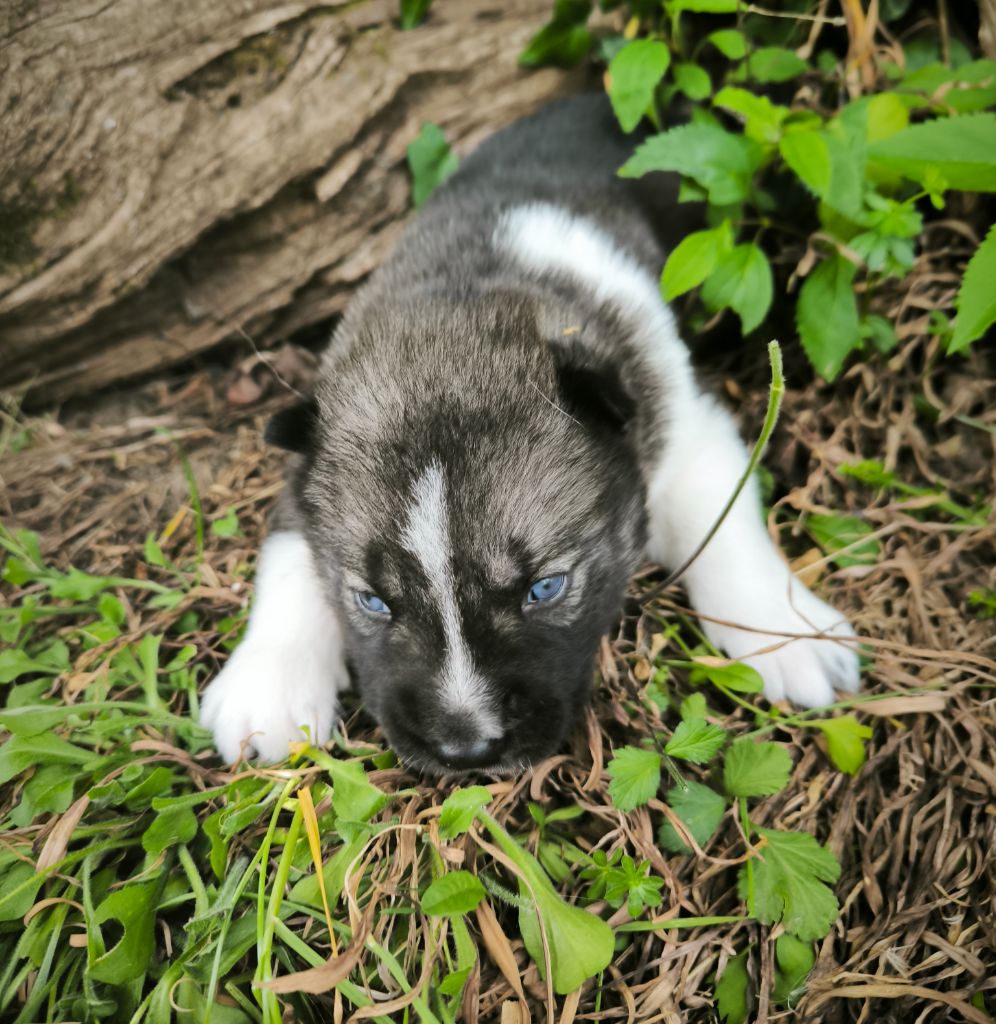 Blue Escape - Chiots disponibles - Siberian Husky