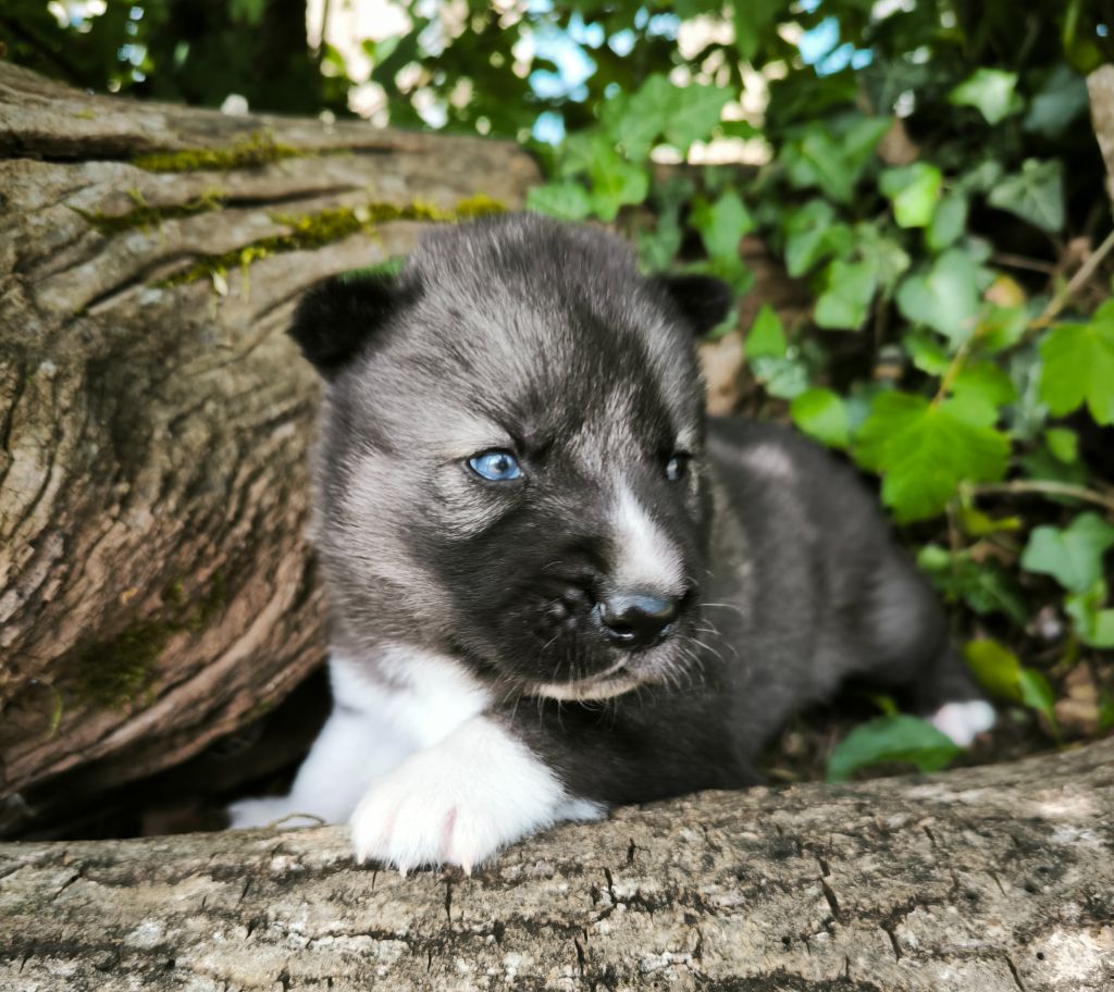 Blue Escape - Chiots disponibles - Siberian Husky