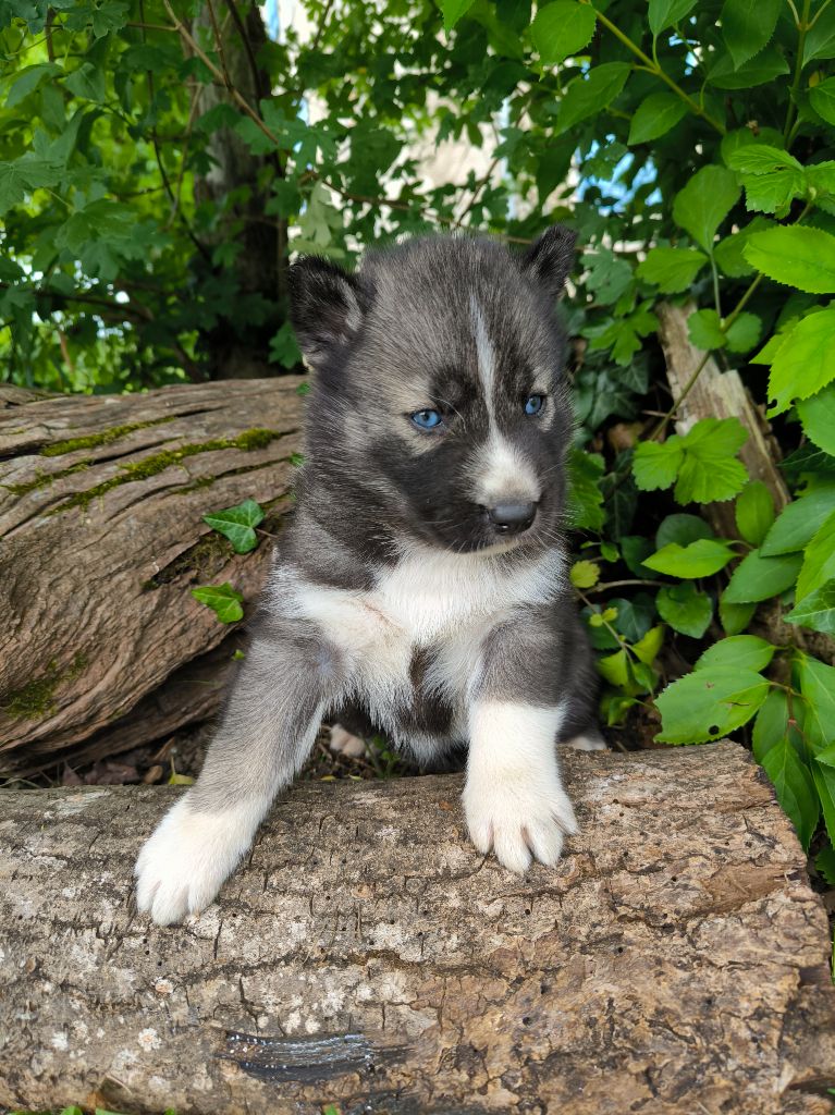 Blue Escape - Chiots disponibles - Siberian Husky