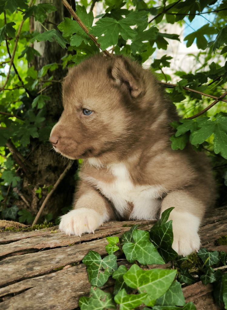 Blue Escape - Chiots disponibles - Siberian Husky