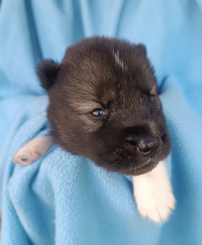 Blue Escape - Siberian Husky - Portée née le 18/08/2024