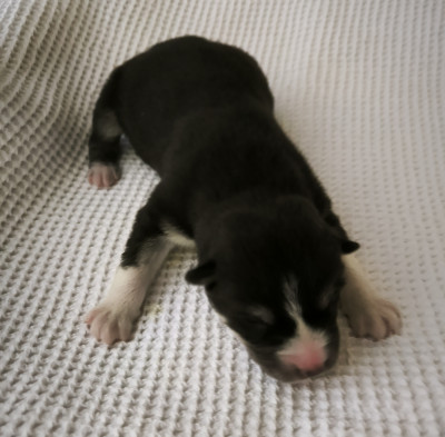 CHIOT 1