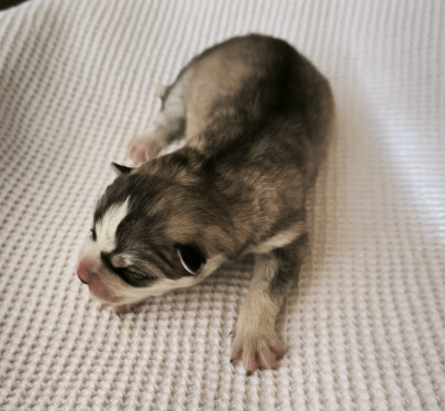 CHIOT 2
