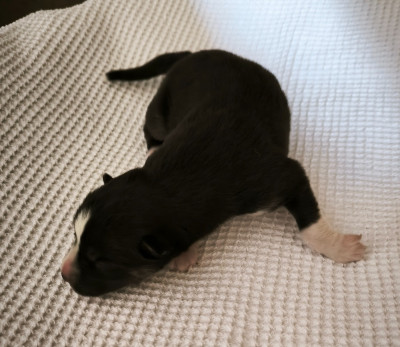 CHIOT 4