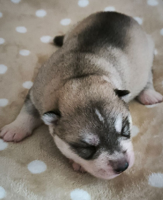 CHIOT