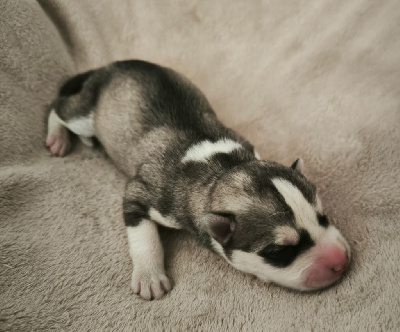 CHIOT