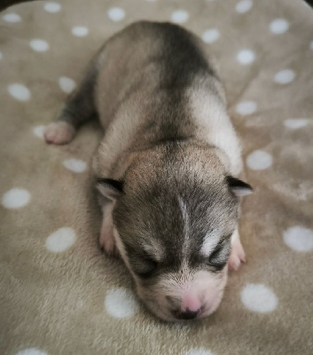 CHIOT