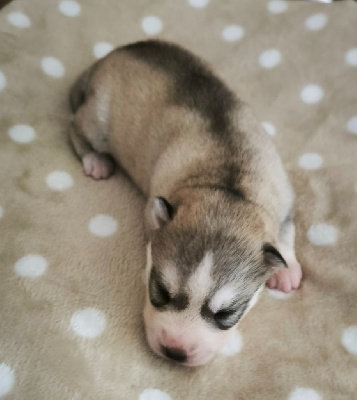 CHIOT