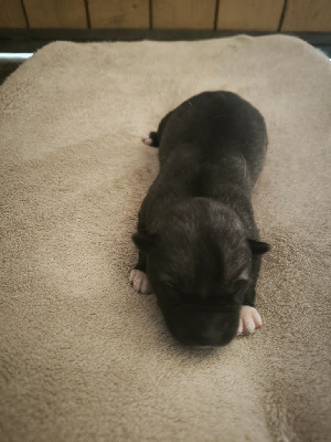 CHIOT