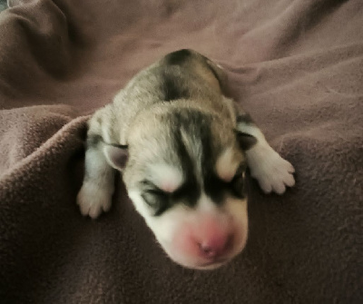 CHIOT